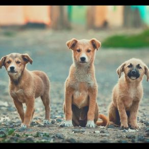 Download track Friendly Backdrops For Relaxing Pups Music For Dogs Lounge