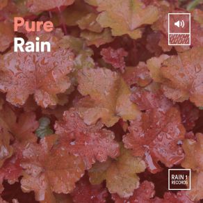 Download track Pure Rain, Pt. 12 Always Raining