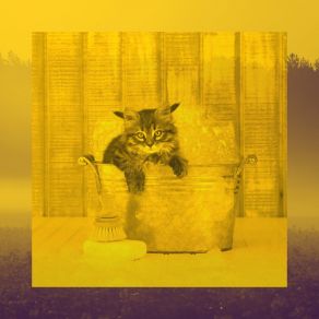 Download track Superlative Moods For Home Cats Cat Music