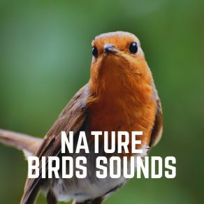 Download track Wild Birds Swedish Forest Birds