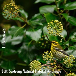 Download track Soft Birdsong Natural Habitat Ambience, Pt. 2 Steve Brassel