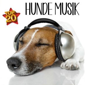 Download track Beruhigende Musik Für Den Hund Entspannung Für Hunde