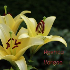 Download track To Faro Agerico Vargas