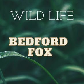 Download track Meantime Rain Bedford Fox