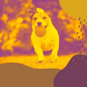 Download track Casual Ambience For Doggy Stress Doggy Music Vibes