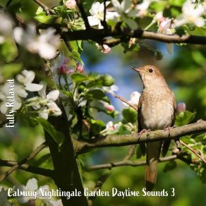 Download track Calming Nightingale Garden Daytime Sounds, Pt. 5 Steve Brassel