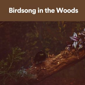 Download track Sparrows Fluttered High Above Swedish Forest Birds