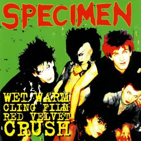 Download track Wet Warm Clingfilm Red Velvet Crush (Live) Specimen