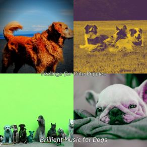 Download track Mind-Blowing Moods For Training Dogs Brilliant Music For Dogs