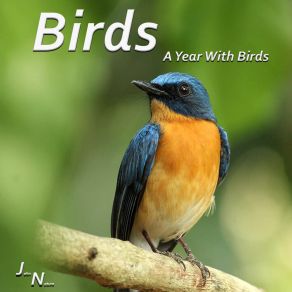 Download track Birds In Forest John Nature