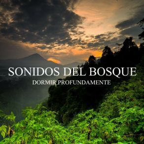 Download track Sonidos Del Bosque, Pt. 15 Dormir Profundamente