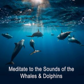 Download track Whale Sleep Meditation Story Spirits Of Water