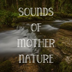 Download track Calming Breeze, Pt. 20 Natures Orchestra