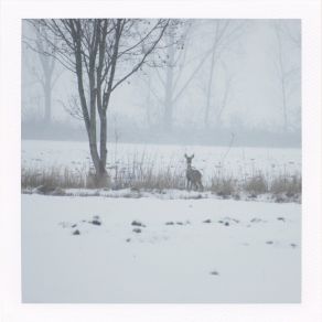 Download track Northern Winds Started Howling, The Cavern Beneath Frozen Waters Was Filled With Phosphorescent Creatures From The Willowmeadow