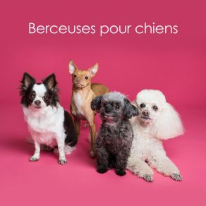 Download track Pays De Rêve RW Chiot Endormi