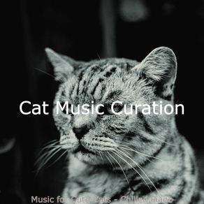 Download track Wonderful Moods For Cats Cat Music Curation