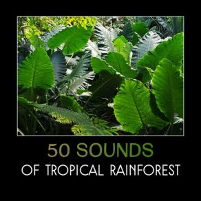 Download track River Of Jungle Nature Music Sanctuary