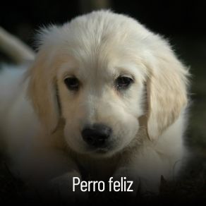 Download track Musicoterapia Instrumental RW Musica De Para Perros