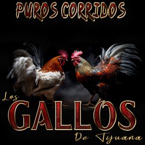 Download track La Novia De Culiacan Los Gallos De Tijuana