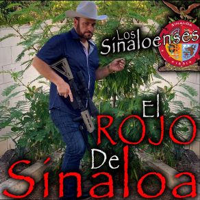 Download track Delante De Mi El Rojo De Sinaloa