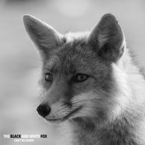 Download track Gentle Rain White Fox