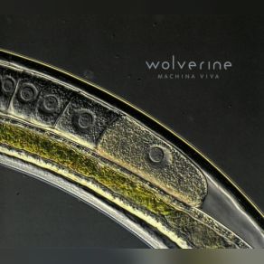 Download track Pile Of Ash Wolverine