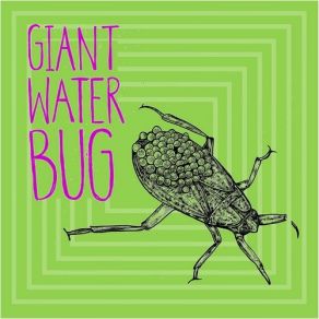 Download track Green And Grey Giant Water Bug