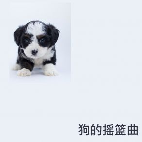 Download track 焦虑犬的音乐疗法 RW 睡觉的小狗