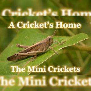 Download track Rock On A Surf Board The Mini Crickets