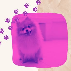 Download track Swanky Music For Doggy Wellness Dog Music Therapy