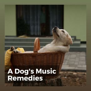 Download track Our Dogs' Fave Track Calm Dog Music