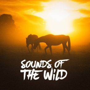 Download track Sounds From A Field: Grasshoppers, Crows And Insects The Sounds