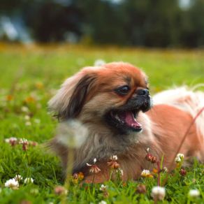 Download track Subtle Backdrops For Dogs Dog Relaxation Music