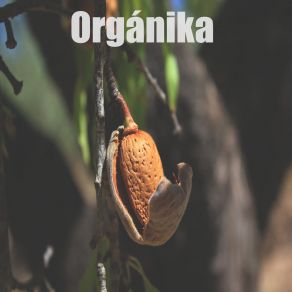 Download track Orgasmika Danyahu