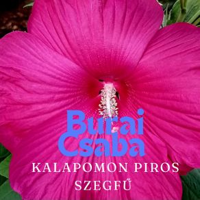 Download track Kalapomon Piros Szegfű Burai Csaba