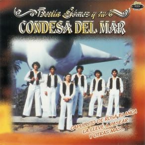 Download track Capullito De Rosa Blanca Su Condesa