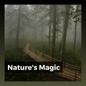 Download track Soundscapes Of Nature Melodies, Pt. 58 Nature Soundscapes