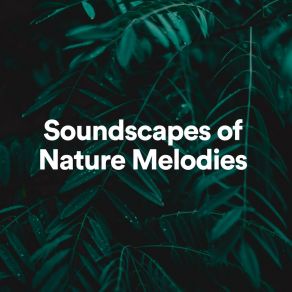 Download track Soundscapes Of Nature Melodies, Pt. 12 Nature Soundscapes