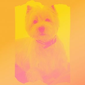 Download track Exquisite Moods For Relaxing Your Dog Doggy Music Ambience