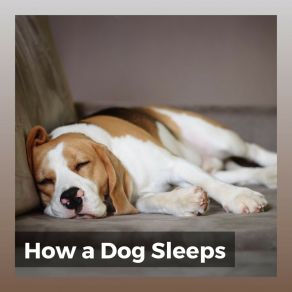 Download track A Time For My Pets To Unwind Dog Relaxation