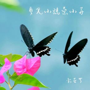 Download track 梦见小妹乘小舟 (伴奏) 刘亚芹