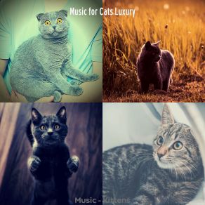 Download track Extraordinary (Relaxing Cats) Music For