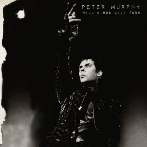 Download track I'll Fall On Your Knife (Live) Peter Murphy