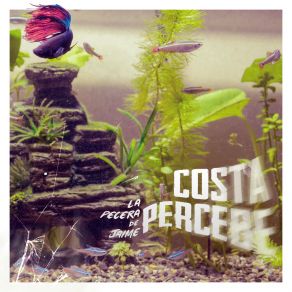 Download track Platy Azul Costa Percebe