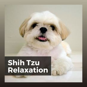 Download track Calming Music For Stressed Dogs, Pt. 16 Calm Dog Music