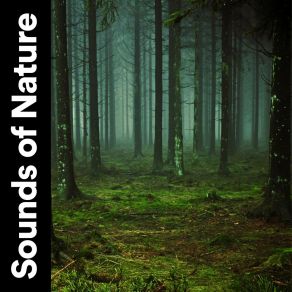 Download track The Rainforest, Pt. 28 Nature Soundscapes