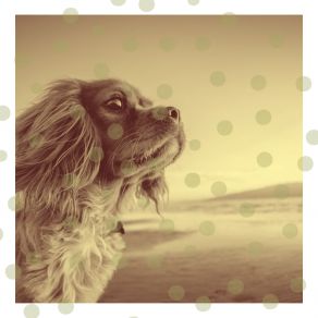 Download track Exciting Backdrops For Calming Dogs Doggy Music Radio