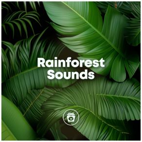 Download track Summer Rain Natural Sounds