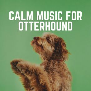 Download track Absorb Organisms Calm Dog Music