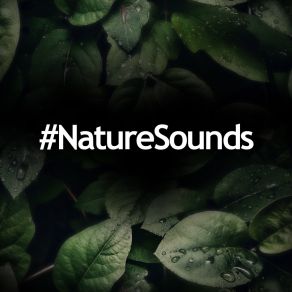 Download track Nature Atmosphere 01 Sounds For Sleeping Baby ASMR